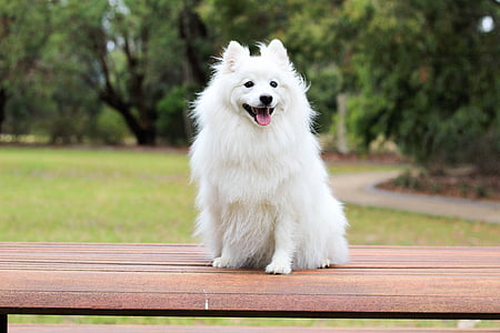 adult long-coated white dog sitting on chair thumbnail