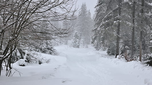 pine trees covered and surrounded with snow thumbnail
