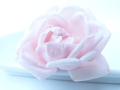 pink rose on white dish thumbnail