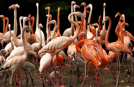 flock of flamingos thumbnail