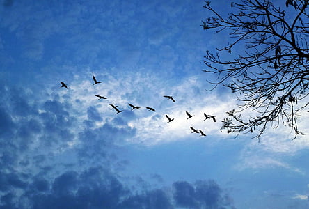 silhouette of birds flying under blue sky thumbnail