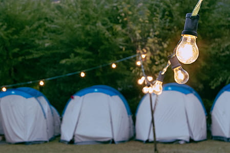 lighted bulbs near green leaf plants thumbnail
