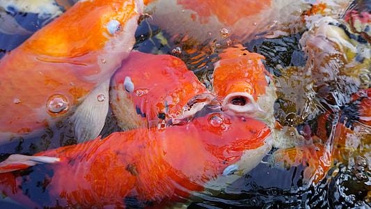 orange koi carp fishes thumbnail