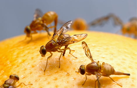 macro photography of bees on yellow fruit thumbnail