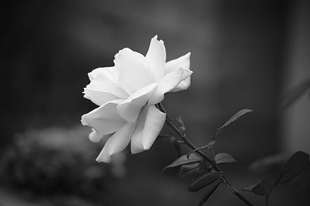 grayscale photography of rose thumbnail