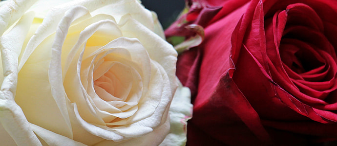closeup photo of two white and red Rose flowers thumbnail