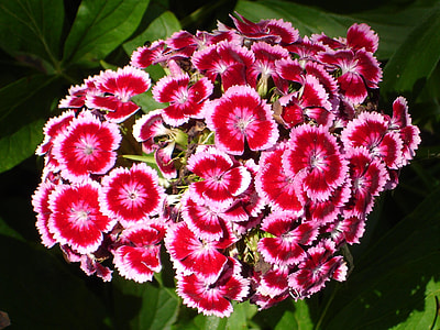closeup photo of pink primrose flowers thumbnail