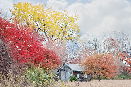 grey wooden house in front of red and yellow leaves tress taken during day time thumbnail