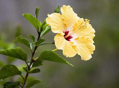 yellow hibiscus plant thumbnail