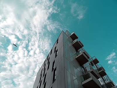 bird, building, architecture, high-rise thumbnail