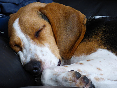 short-coated brown and white dog sleeping on black fabric thumbnail