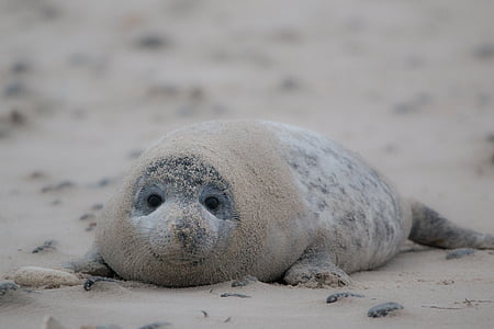 selective focus photo of gray seal lying on brown sands at daytime thumbnail