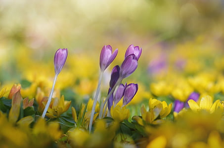 shallow focus photography of purple flowers thumbnail