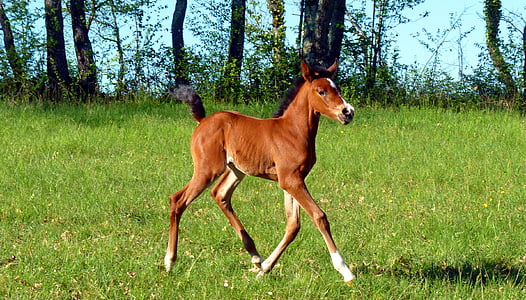brown horse in middle of grass field thumbnail