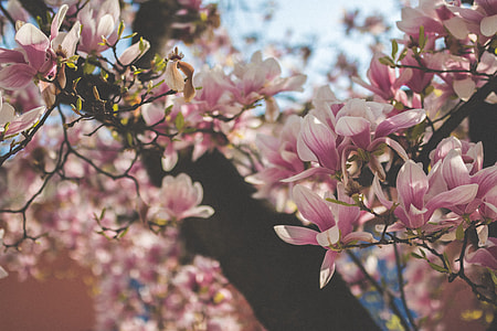 photo of sakura tree thumbnail