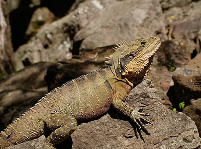 rocks, brown, lizard, reptile thumbnail