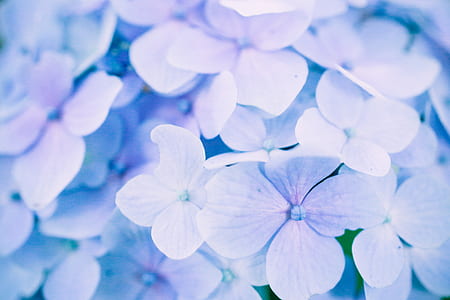 macro shot photo of white flowers thumbnail