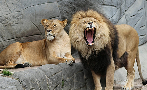 brown lion and lioness at daytime thumbnail