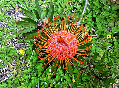 top view photo of red pincushion protea flower thumbnail