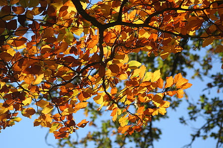 orange leaves close-up photo thumbnail
