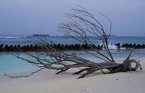 withered tree beside body of water thumbnail