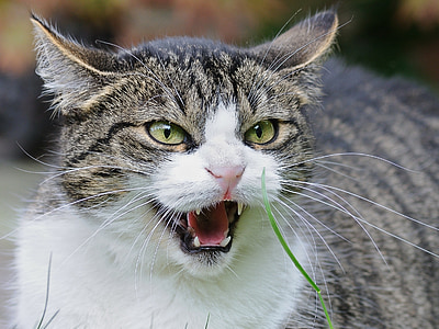 close up photo of white and gray cat thumbnail