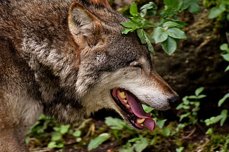 closeup photography of grey and brown wolf thumbnail