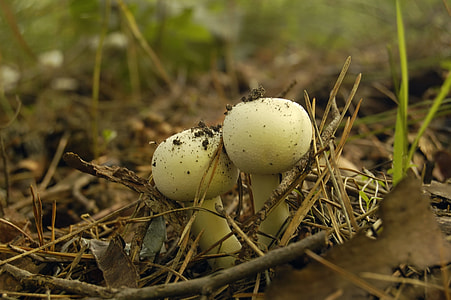 Mushrooms, Agaricus Field thumbnail