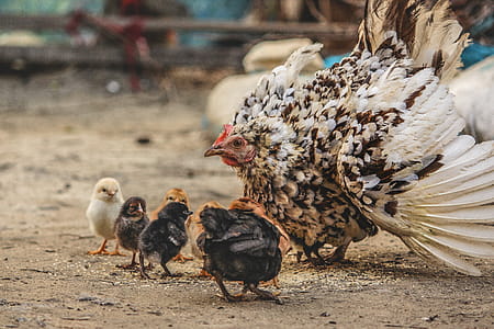 White and Black Hen Beside Chicken Chicks thumbnail