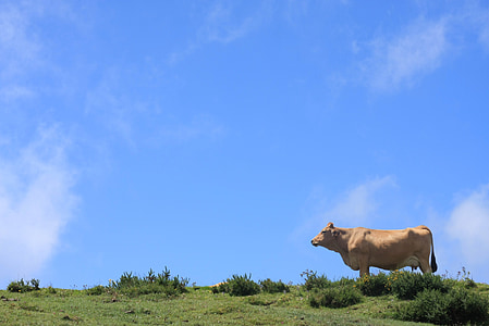 cow on grass field thumbnail