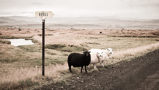 two white and one black sheeps beside road thumbnail