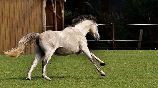 white horse running on grass field thumbnail