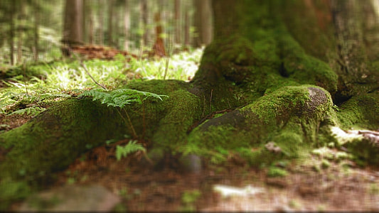 shallow focus photography of tree root  with green moss during daytime thumbnail
