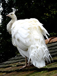 white peafowl thumbnail