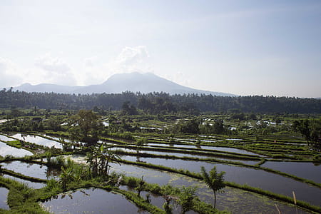A panoramic view of rice fields filled with water in sunshine thumbnail