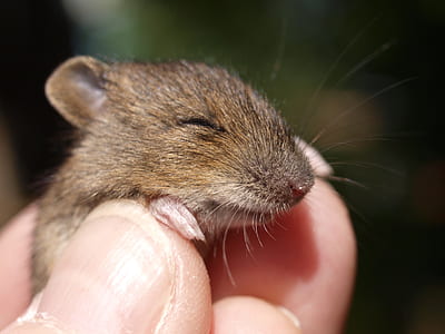 selective focus of person cuddling rat thumbnail
