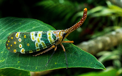Canthigaster Cicada, Fulgoromorpha thumbnail