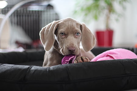 shallow focus photography of brown puppy thumbnail