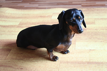adult black and tan dachshund lying on floor thumbnail