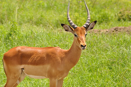 Brown Deer at the Wildlife thumbnail