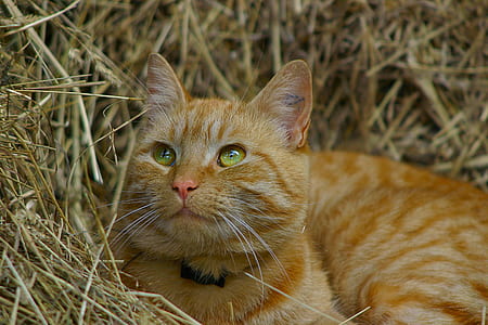 orange tabby cat lying on hay thumbnail