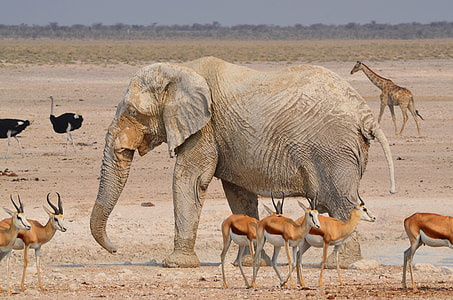 gray elephant surrounded by deer, giraffe, and ostrich during daytime thumbnail