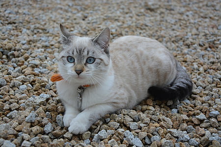 short-haired gray and white cat thumbnail