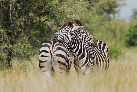 two zebra standing near trees during daytime thumbnail