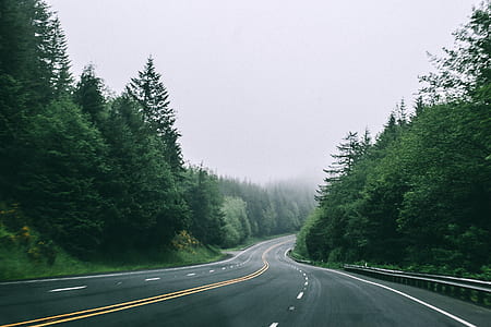 road in the middle of trees thumbnail