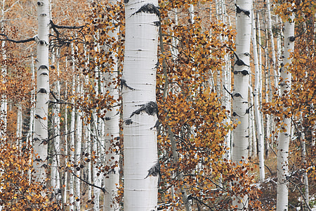 white tree trunks with brown leaves thumbnail