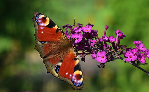 peacock butterfly perching on pink petaled flower thumbnail