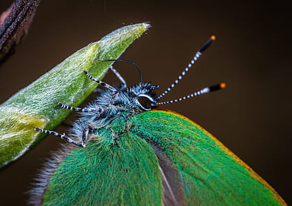 Macro Photo of Green Moth on Leaf Plant thumbnail