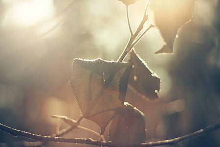 photo of brown dried leaf thumbnail
