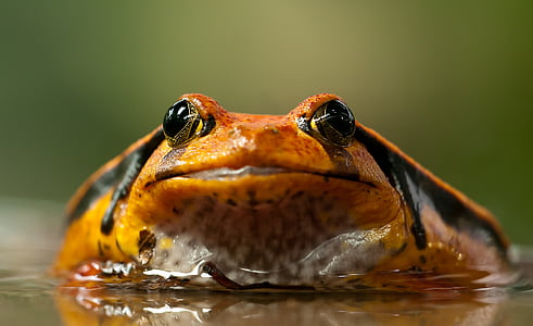 orange and black frog on shallow photography thumbnail